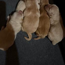 Boy 1 - Golden male Golden Retriever puppy in Amherst, Virginia from Knight's Golden Acres