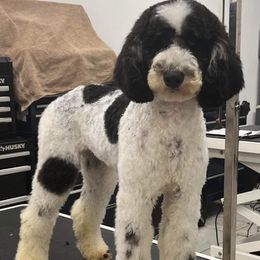 DD - Poodle