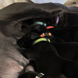 Great Danes from Corazon Azul Great Danes