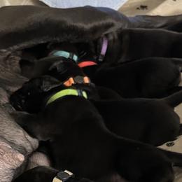 Great Danes from Corazon Azul Great Danes