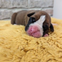 Finn (2) - Fawn Boxer puppy in Wellington, Ohio from Brinkhaven Boxers