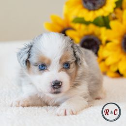 Snowbelle - Blue merle female Miniature Australian Shepherd puppy in Buna, Texas from R & C Kennels