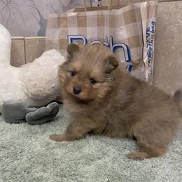 Honey Bee - Red sable female Pomeranian puppy in Kelso, Washington from Highlander Pomeranians