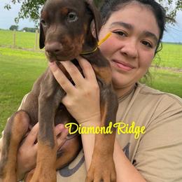 Yellow collared - Red and rust male Doberman Pinscher puppy in Winamac, Indiana from DIAMOND RIDGE DOBERMANS