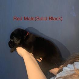 Labrador Retriever Puppies from Shadows Lovely Kennel