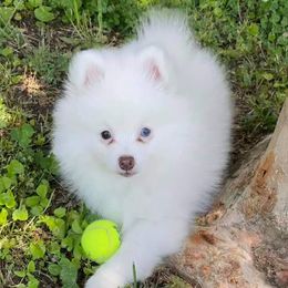 Pomeranian Puppies from KB Pom Pups