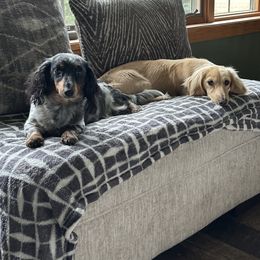Dachshund puppies from Mighty But Mini Dachshunds