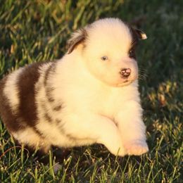 Storm - Blue merle female Australian Shepherd puppy in Mount Sterling, Ohio from Northern Lights Working Dogs