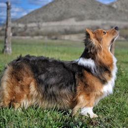 BB - Pembroke Welsh Corgi