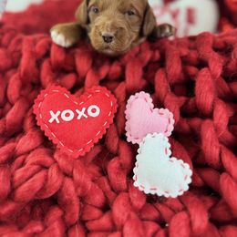 Goldendoodle Puppies from Maryland Designer Doodles