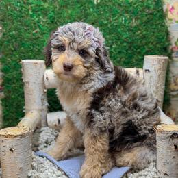 Owl - Chocolate merle female Bernedoodle puppy in Williamson, New York from Lakeside Doodles