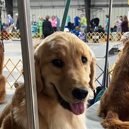Golden Retriever Puppies from Crimson Sky Goldens