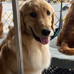 Golden Retriever Puppies from Crimson Sky Goldens