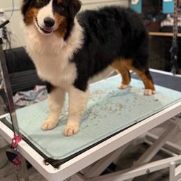 Art - Black tri-color male Australian Shepherd puppy in De Leon, Texas from Oceanwood