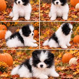 Lucy - Black parti female Pomeranian puppy in Middlefield, Ohio from Twice The Love Pomeranians