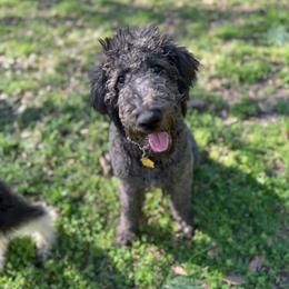 Bernedoodle and Double Doodle Puppies from ETX Dandy Doodle