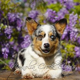 Pixel - American Corgi