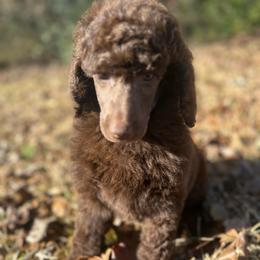 Athena - Brown female Poodle puppy in Travelers Rest, South Carolina from Cotton Top