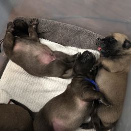 Mastiff Puppies from Halfway Creek Farms