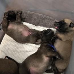 Mastiff Puppies from Halfway Creek Farms