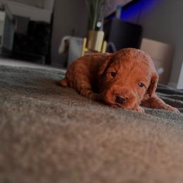 Brown collar male - Red  male Goldendoodle puppy in Fort Myers, Florida from Gandystailsofjoy