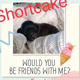 Aussiedoodle, Australian Shepherd, Poodle, and Shihpoo Puppies from Rocking N Aussies, Doodles, and Poodles