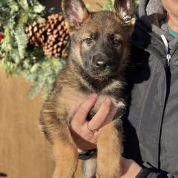 White-Casper - Sable male German Shepherd puppy in Medical Lake, Washington from Nine Realms German Shepherds