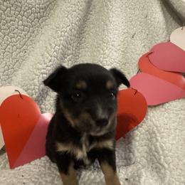 Jolly - Black tri female Toy Australian Shepherd puppy in Morganfield, Kentucky from 4T Toy and Mini Australian Shepherds