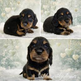 Bridger - Black and tan male Dachshund puppy in Alexander, North Dakota from Wild Rose Ridge Doxies