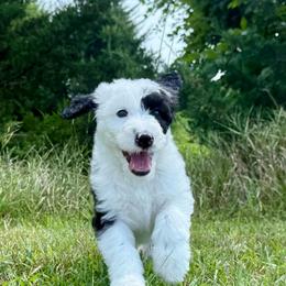 Cotton Candy - Black and white female Sheepadoodle puppy in Adams, Nebraska from Boxcar Doodles and Poodles
