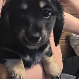 Orange collar - Black and cream female Dachshund puppy in Otto, North Carolina from Windy Ridge Dachshunds