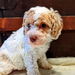 Boy 2 - Goldendoodle puppy in Ohio from Mini Doodle Buddies