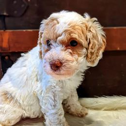 Boy 2 - Goldendoodle puppy in Ohio from Mini Doodle Buddies