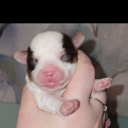 Chocolate Parti Bieweryorkie - Black and white male Companion Cross puppy in West Enfield, Maine from GRIFFEY'S SPA AND KENNEL