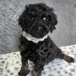 Mindy - Black female Cavapoo puppy in Eau Claire, Wisconsin from Fisher River Doodle's
