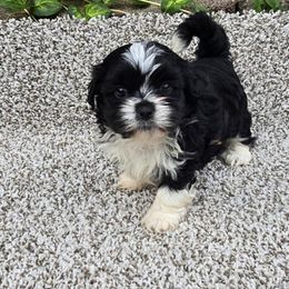 Daisy - Black and white female Shih Tzu puppy in Newark, Ohio from Gemini Kennels