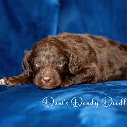 Aussiedoodle Puppies from Dani's Dandy Doodles