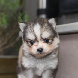 Little Cheese - Gray and white female Pomsky puppy in Coos Bay, Oregon from Ocean View Pomskies
