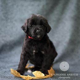 Portuguese Water Dog Puppies from Sun Joy PWDS