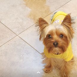 Yorkshire Terrier Puppies from Jazmin Petruchik