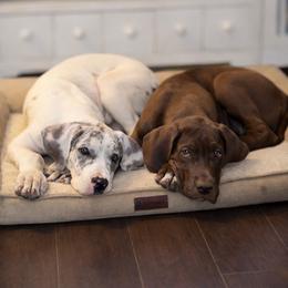 French Bulldog and Great Dane Puppies from Doyle’s Royal K9