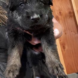 Girl 6 - female German Shepherd puppy in Laurens, New York from Vom Chivalry Haus German Shepherds