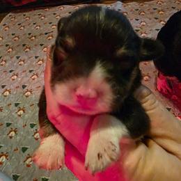 Girl 2 - Black and tan female Pembroke Welsh Corgi puppy in Middleburg, Florida from Mulkeys Little Corgis