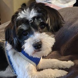 Havanese and Morkies from Weiss's Puppies