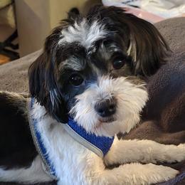 Havanese and Morkies from Weiss's Puppies