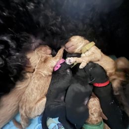 Goldendoodle Puppies from CT Doodlez
