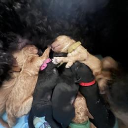 Goldendoodle Puppies from CT Doodlez