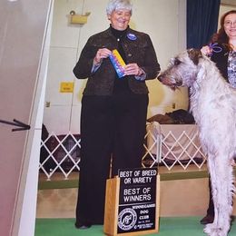 Irish Wolfhounds from Earthsong kennel