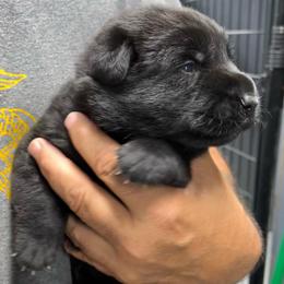 Girl 2 - purple collar - Black female German Shepherd puppy in Sharon Grove, Kentucky from Julie’s Shepherds