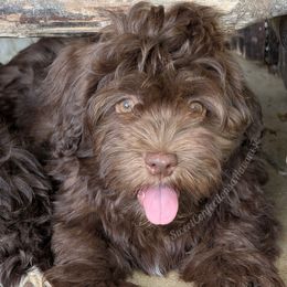 Muenster - Chocolate male Havanese puppy in Marysville, Ohio from Sweet Confections Havanese